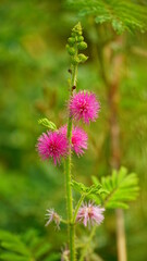 Close-up of Mimosa pudica flower