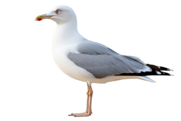 High-Quality Isolated Image of a Seagull Perfect for Use in Nature-Themed Designs, Educational Materials, and Artistic Projects