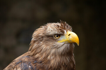  Portrait d'oiseau Pygargue à queue blanche appelé aussi grand aigle de mer en gros plan de profil