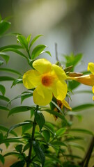 Close-up of Allamanda cathartica flower
