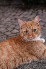 Ginger cat resting on street. Fluffy cute red cat lying on road. Relaxed pet lies in nature outdoors. Happy Ginger cat.