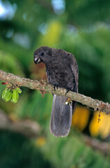 Perroquet noir des Seychelles , Vasa des Seychelles, Seychelles Black Parrot, Coracopsis nigra barklyi, Bilimbi, Averrhoa bilimbi, Ile Praslin, Seychelles © JAG IMAGES