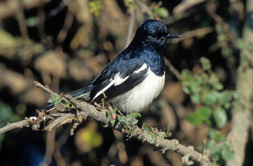 Pie des Seychelles, Shama des Seychelles, Copsychus sechellarum, Seychelles Magpie Robin , Réserve Ile Cousin, Seychelles