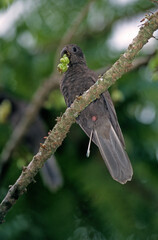 Perroquet noir des Seychelles , Vasa des Seychelles, Seychelles Black Parrot, Coracopsis nigra barklyi, Bilimbi, Averrhoa bilimbi, Ile Praslin, Seychelles