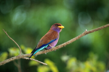 Rollier violet de Madagascar, Rolle violet, Eurystomus glaucurus, Broad billed Roller, Madagascar