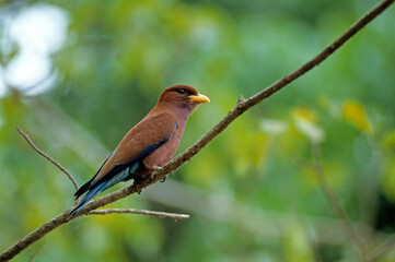 Rollier violet de Madagascar, Rolle violet, Eurystomus glaucurus, Broad billed Roller, Madagascar