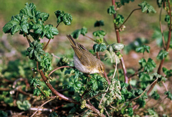 Pouillot fitis,.Phylloscopus trochilus, Willow Warbler