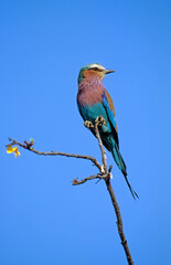 Rollier à longs brins,.Coracias caudatus, Lilac breasted Roller