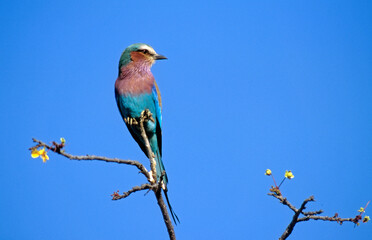 Rollier à longs brins,.Coracias caudatus, Lilac breasted Roller
