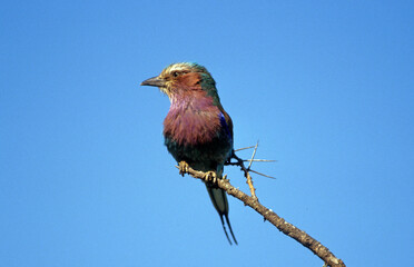 Rollier à longs brins,.Coracias caudatus, Lilac breasted Roller