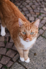 Ginger cat resting on street. Fluffy cute red cat lying on road. Relaxed pet lies in nature outdoors. Happy Ginger cat.