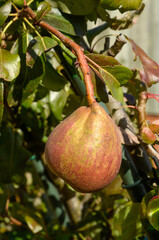 poirier, Jules d'Airoles, pyrus communis, en espalier