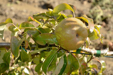 poirier, Conférence, pyrus communis, en espalier