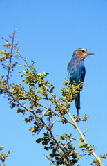 Rollier à longs brins,.Coracias caudatus, Lilac breasted Roller