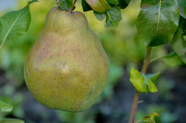 poirier, Conférence, pyrus communis, en espalier