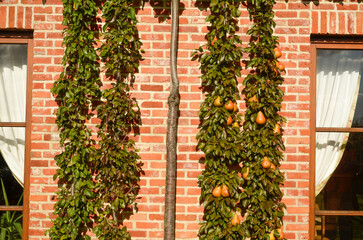 poirier, Beurr&eacute; Durondeau, pyrus communis, en espalier , P&eacute;pini&egrave;res Chotara, Petit Enghien, Belgique