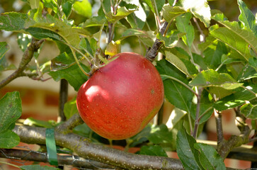 pommier, Melrose, pyrus malus