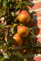 poirier, Beurré Durondeau, pyrus communis, en espalier