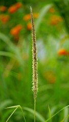 Fototapeta premium Wild grass in the field