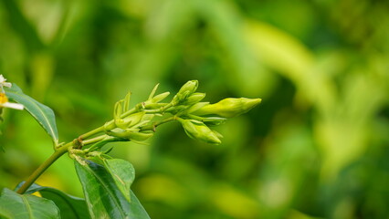 Flower buds on natural background