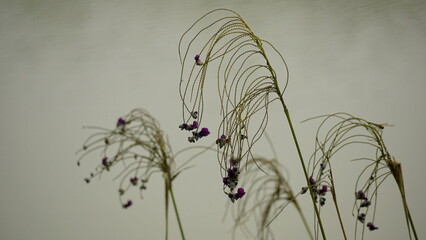 vintage floral background