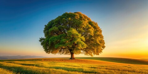 Obraz premium Majestic Alone Beech Tree in Minimalist Photography, Capturing Natureâ€™s Elegance, Solitary Beauty, Tranquility, Serene Landscapes, and Peaceful Outdoor Scenes for Relaxation and Reflection