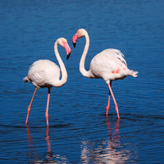 pair of flamingos in a marsh