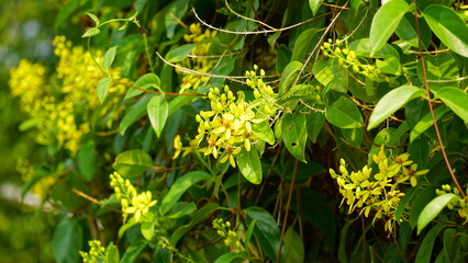 Close-up of Tristellateia australasiae flower