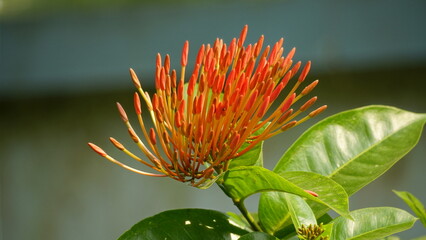 Close-up of Ixora coccinea flower