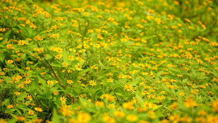 Close-up of yellow chrysanthemums blooming in the field