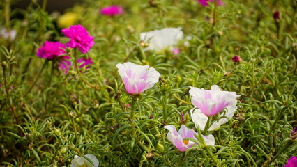 Close-up of Portulaca grandiflora flower