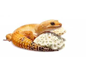 Leopard gecko lizard isolated on white background