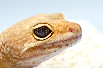Closeup of Leopard Gecko lizard.