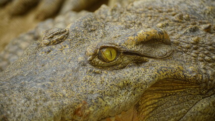 close up of a crocodile