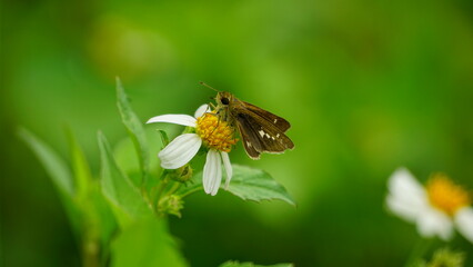 butterfly on flower