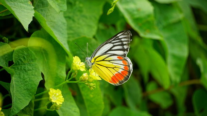 butterfly on a flower