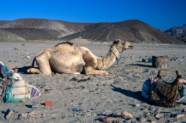 Ein abgesatteltes Kamel döst bei einer Rast in der Sonne in der Wüste Ägyptens