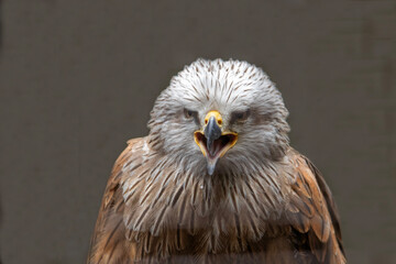 Portrait d'un milan royal vu de face