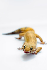 Closeup of Leopard Gecko lizard.