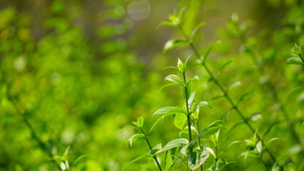 Obraz premium Wild grass in the field