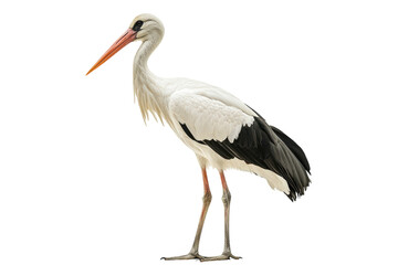 Fototapeta premium Stork Isolated on a transparent Background Suitable for Educational and Informational Use in Wildlife and Nature Publications