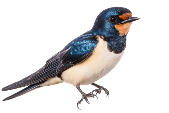 Isolated Adult Swallow Bird on a transparent Background - Perfect for Nature Illustrations and Educational Materials