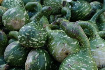 Fresh, Green Calabash Squash Displayed in Diffuse, Overcast Light