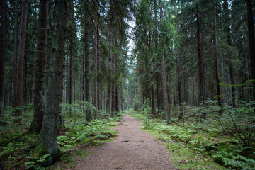 Lonely empty path stretches through dark coniferous forest, fading into distance. Trees and ferns line both sides, untouched park, travel and hiking outdoors, tourism, wildlife, nature reserve