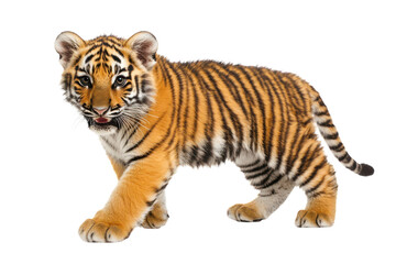 Obraz premium Adorable Tiger Cub Isolated on a transparent Background Perfect for Animal Conservation Campaigns and Educational Materials