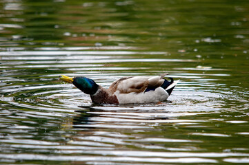 Stockente in Bewegung-Erpel auf dem See