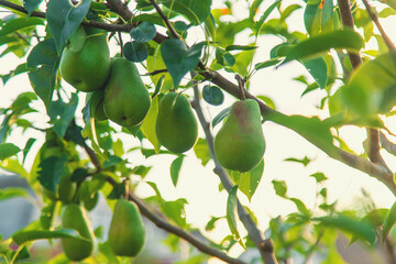 Pears grow in the garden. Selective focus.