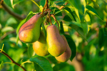 Pears grow in the garden. Selective focus.