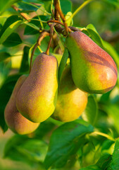 Pears grow in the garden. Selective focus.