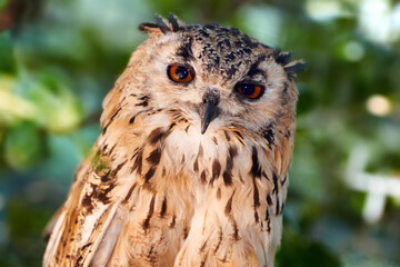 Portrait, bird and Great Horned owl with nature, environment and countryside with animal. Face, species and outdoor with plants or conservation with ecology, eco friendly or calm with feather